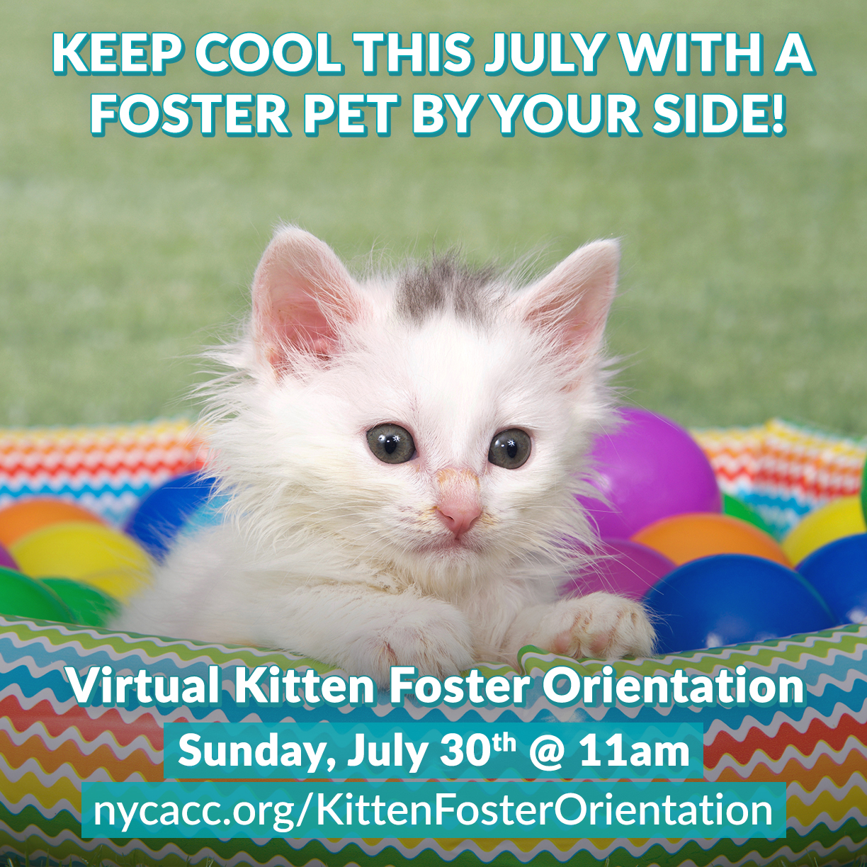 2023-July2023_KittenFoster2