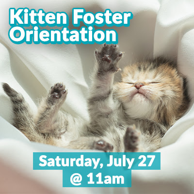 2024-07-kittenfoster