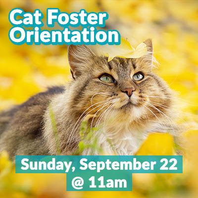 2024-09-catfosterorientation