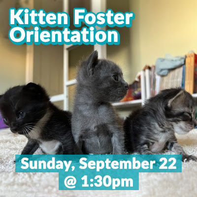 2024-09-kittenfosterorientation