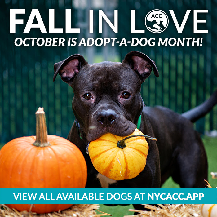 2024-october-adoption month